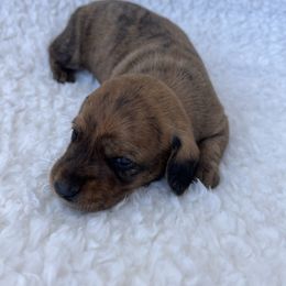 Max - Brindle male Dachshund puppy in Milroy, Pennsylvania from Not Your Average Weiner