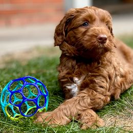 Australian Labradoodle Puppies from Cascade Canyon Labradoodles