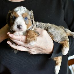 Blue eyed boy - Tri-color male Bernedoodle puppy in Gilbert, Arizona from Azbernedoodlepuppies