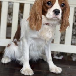 Diana - Cavalier King Charles Spaniel