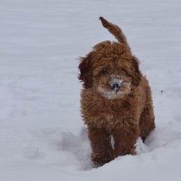 Bernedoodle and Goldendoodle Puppies from Lings Legacy Doodles