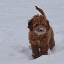Bernedoodle and Goldendoodle Puppies from Lings Legacy Doodles