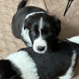 Border Collie Puppies from Roaring River Border Collies