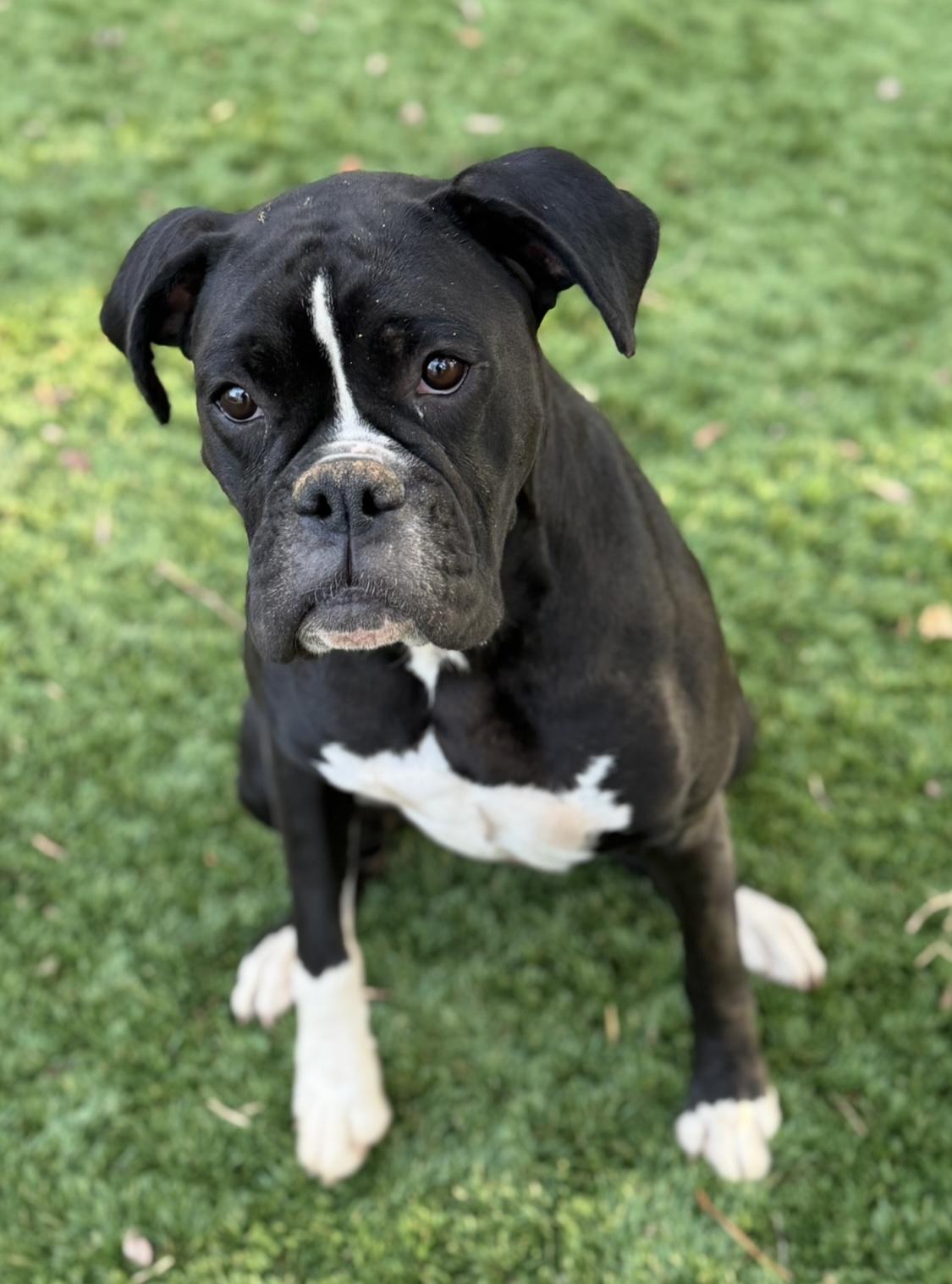 Onyx
