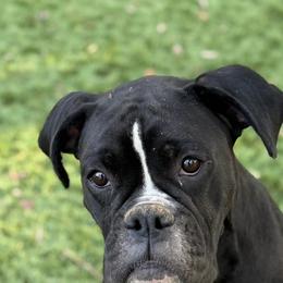 Onyx - Boxer