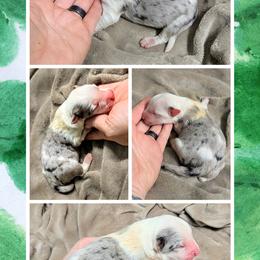 Australian Shepherd and Great Dane Puppies from AEW Farm