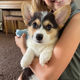 Coco - Black and tan Pembroke Welsh Corgi puppy in Apple Valley, California from MRS California Corgi