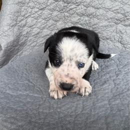 Havana - Black and white female Border Collie puppy in Centerville, Washington from Forthright Farms