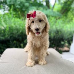 Evie - Cream female Goldendoodle puppy in Goldsboro, North Carolina from The Grantham House
