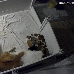 Collie Puppies from Jolly Collies