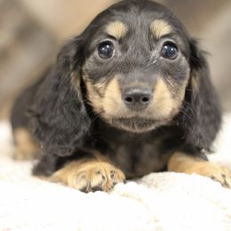 York - Black and tan male Dachshund puppy in Alto, Texas from Prima Dachshunds