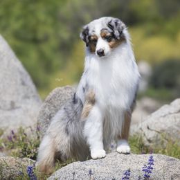 Concho - Australian Shepherd