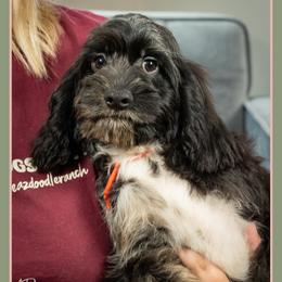Charming - Merle male Cockapoo puppy in Connersville, Indiana from Deaz Doodle Ranch