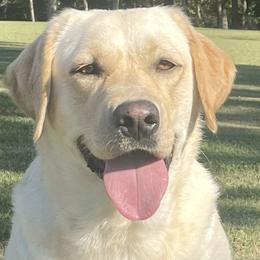 River - Labrador Retriever
