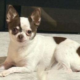 Chanel - Chihuahua
