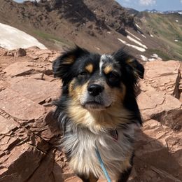 Miniature Australian Shepherds from shaylea McMillan