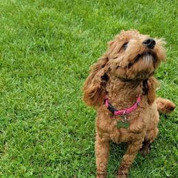 Bea - Poodle