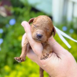 Hank - Red  male Goldendoodle puppy in Wharton, Texas from Little Fur Friends