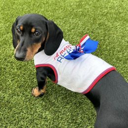 Dachshunds from Daisy's Doxies