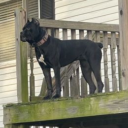 Lagertha - Cane Corso