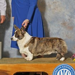 Rival - Cardigan Welsh Corgi