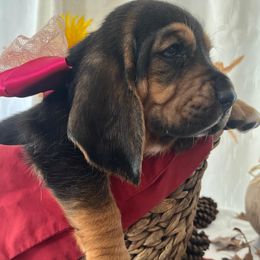 Raven - Black tan and white female Basset Hound puppy in Willow Spring, North Carolina from Blackberry Creek Basset Hounds