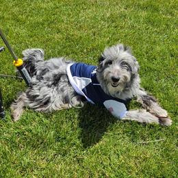 Slate - Blue merle male Aussiedoodle puppy in Buffalo, Illinois from Pear Tree Pups