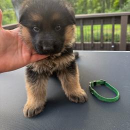 Mr Green - Black and tan male German Shepherd puppy in Lawton, Michigan from Free Indeed Shepherds