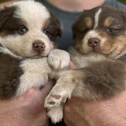 Australian Shepherd Puppies from OakHaven Acres Aussies