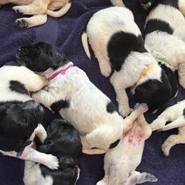 Large Münsterländers from Feather Cloud Kennels