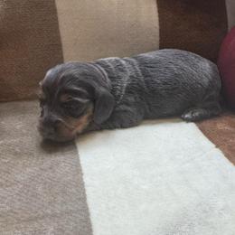 Female blue and tan longhair - Blue and tan female Dachshund puppy in Andalusia, Alabama from Sweet Home Alabama Dachshunds