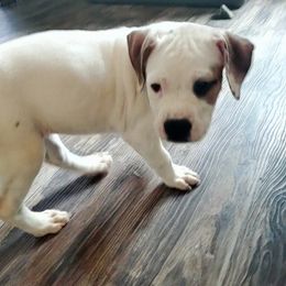 American Bulldog and French Bulldog Puppies from Slumski's Bulldogs