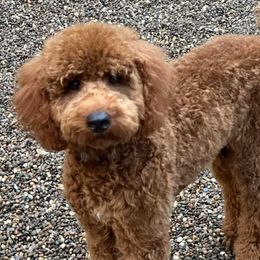 Ellie Mae - Cavapoo