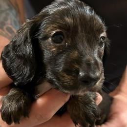 Snicker - Brindle male Dachshund puppy in Saint Peter, Illinois from Ashton’s Doxies of Southern IL