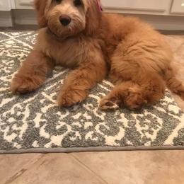 Goldendoodle All Grown Up from Blessed Day Doodles
