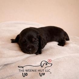 Knight Express - Chocolate male Dachshund puppy in Crandall, Texas from The Weenie Hut LLC