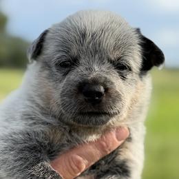 Stark - Blue male Australian Cattle Dog puppy in Devalls Bluff, Arkansas from Coolhand's Australian Cattle Dogs