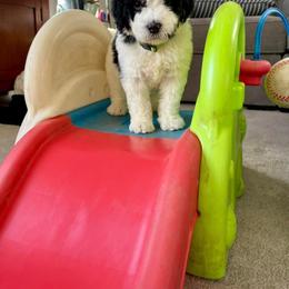 Saint Berdoodle Puppies from My Darling Doodles/St. Berdoodles of WNY