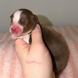 Daisy - Red tri-color female Australian Shepherd puppy in Anniston, Alabama from All Hale Aussies