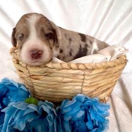 Spots - Red merle male Aussiedoodle puppy in Denton, Maryland from Royal Conron Doodles