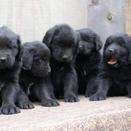 Newfoundland Puppies from Heinrich Family Newfoundlands
