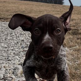 German Shorthaired Pointers and Havanese from Room For One More