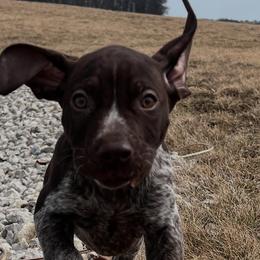 German Shorthaired Pointers and Havanese from Room For One More