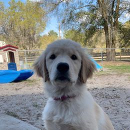 Golden Retriever Puppies from Hope Service Dogs, Inc
