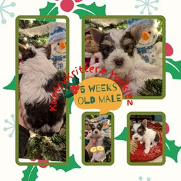 Elfie - Chocolate, tan and white male Yorkshire Terrier puppy in Gatesville, Texas from KontryKritterz Yorkies