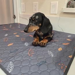 Rocky - Dapple male Dachshund puppy in Hesperia, California from VOM HAUSE Imperial