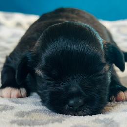 Black Sable Female - Black and white female Shichon puppy in Grand Rapids, Michigan from Great Lakes Teddy Bear Dogs