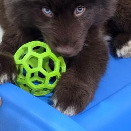 CoaCoa - Brown and white male Siberian Husky puppy in East Tawas, Michigan from BurnsBerg's Woolies