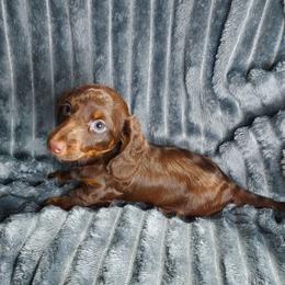 RIVER - Chocolate and tan male Dachshund puppy in Swink, Oklahoma from Palali Farm