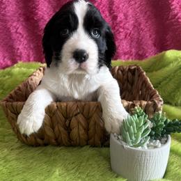 Claus - Black and white male English Springer Spaniel puppy in North Carolina from Ebenezer Valley ESS